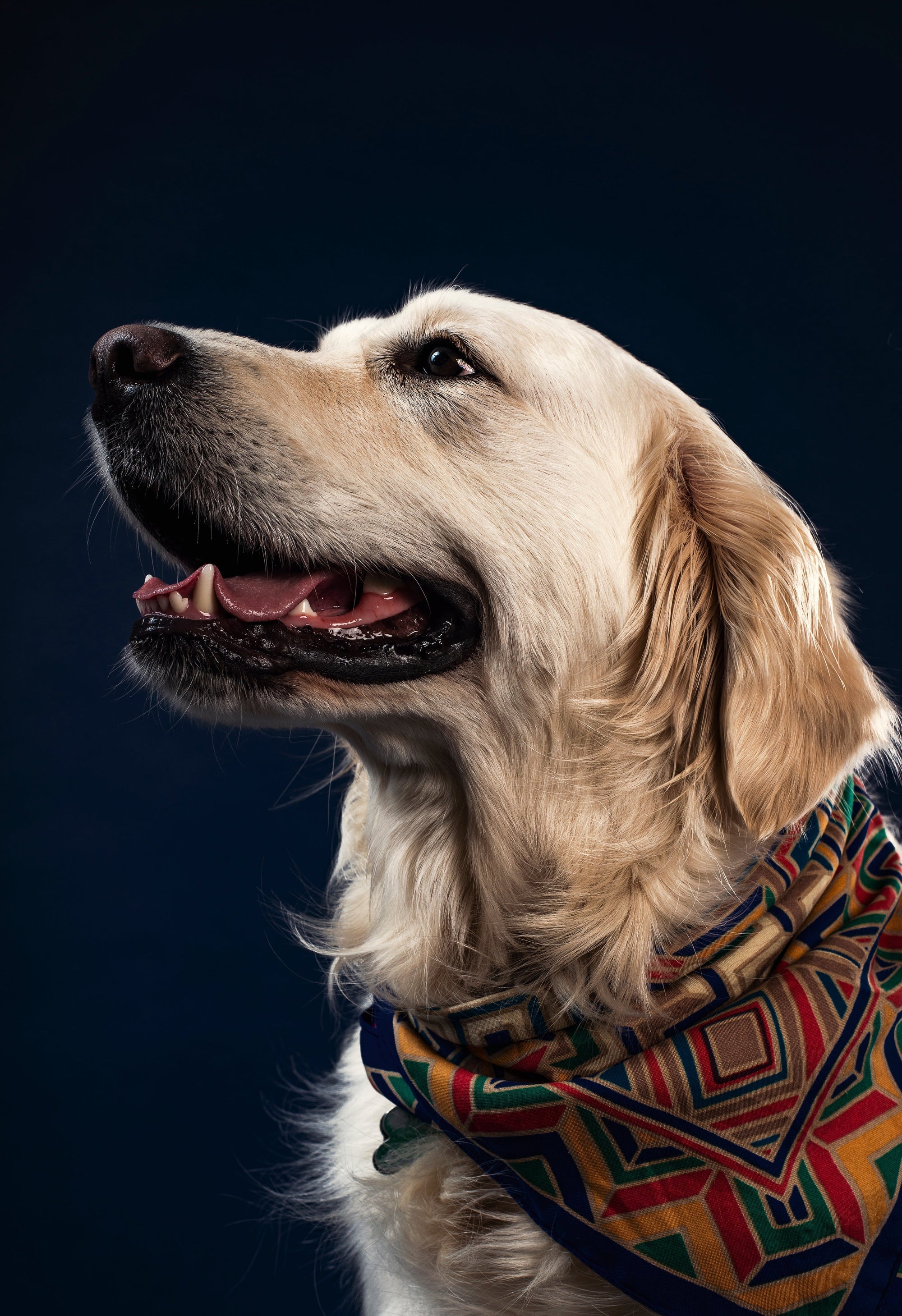 The Labrador Retriever