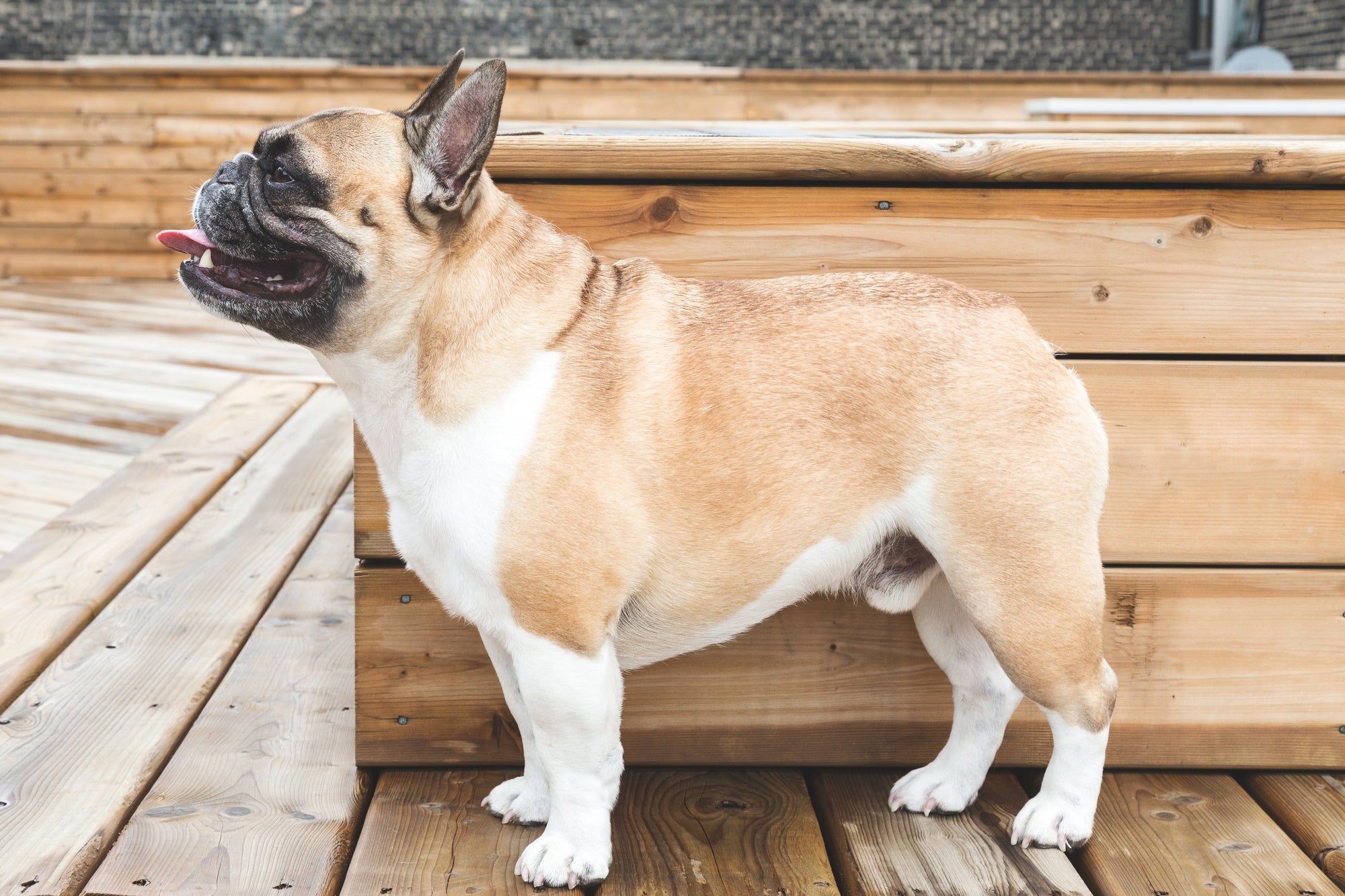 The Bulldog: A Comprehensive Guide to the Loyal and Endearing Companion