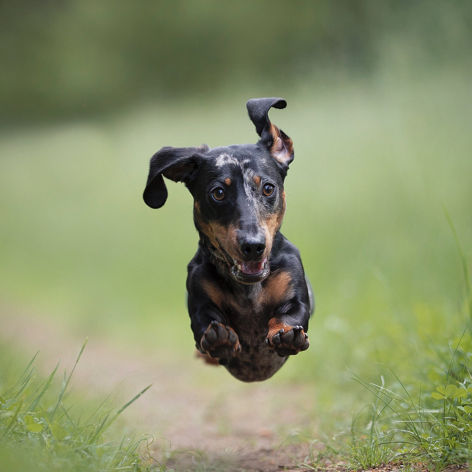 The Dachshund